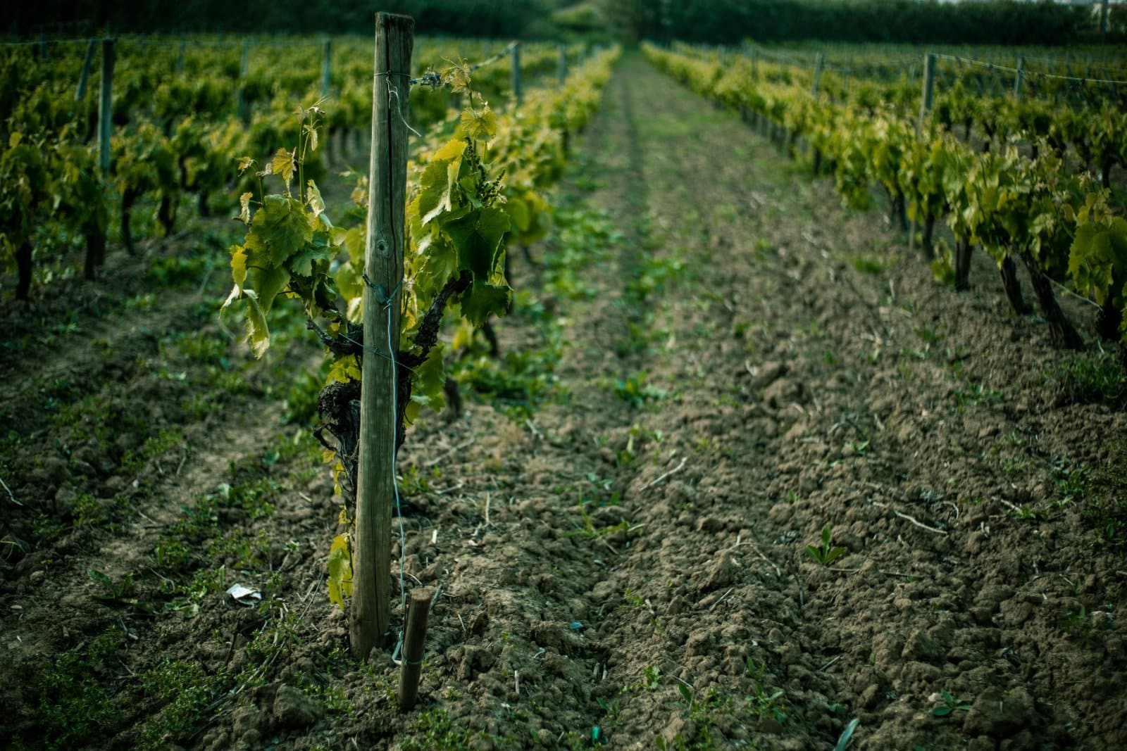 Rows of vines at a local Kent vineyard